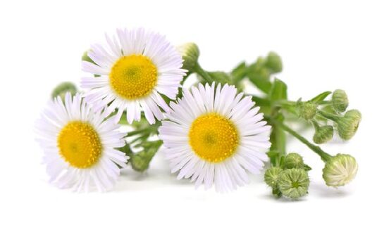 Intenskin-ek kamomila extract dauka